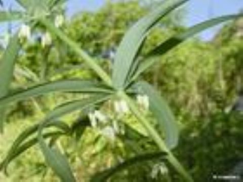 Polygonatum Sibiricum Extract